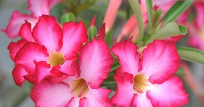 How To Grow Adenium Flower In Winter