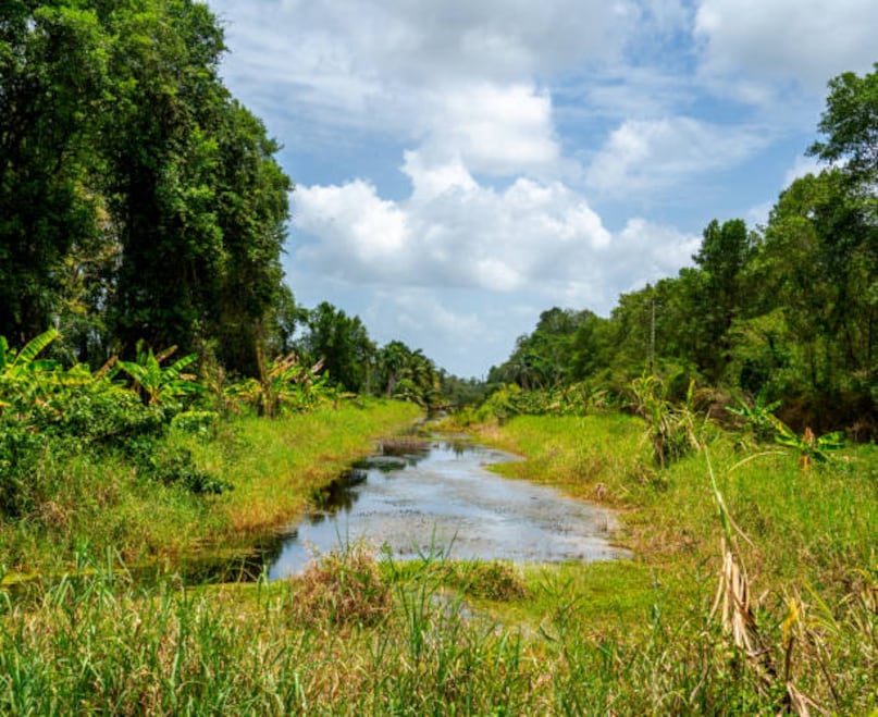 The region is known as the land of forests due to its vast rainforest cover, exceptionally low deforestation rates, and strong dedication to environmental conservation. These pristine forests shelter rare wildlife, valuable medicinal plants, and Indigenous communities who preserve and uphold the natural balance. Their sustainable practices help maintain the ecological richness that defines the area.