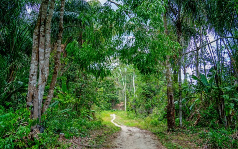 This UNESCO World Heritage Site spans nearly 1.6 million hectares of untouched rainforest, providing a safe haven for jaguars, giant river otters, and numerous rare plant species. Suriname also maintains one of the world’s lowest deforestation rates, thanks to strong conservation policies and a small population. These factors help preserve its forests for future generations and protect its remarkable biodiversity.