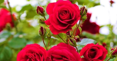 Winter Roses Not Blooming? Use This Soil Mix for Fragrant Flowers