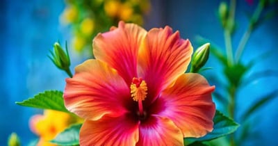 Hibiscus Not Blooming in Winter? Try These Tips for More Flowers!