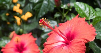 Hibiscus Not Flowering? Unlock Blooms with These Magical Home Remedies!