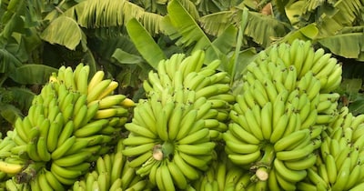 Ripen Raw Bananas Naturally at Home, No Chemicals