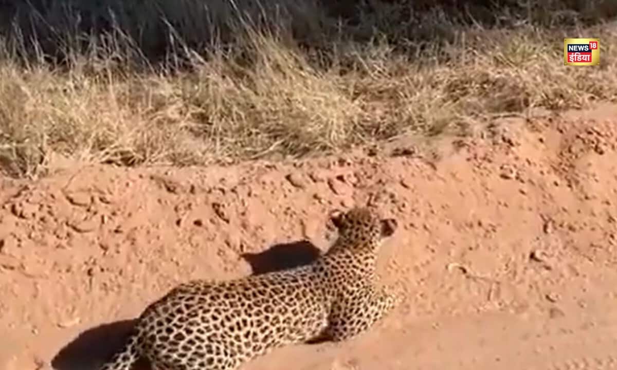 दबे पांव चला शिकारीएक छलांग और पल भर में धर दबोचा शिकार वीडियो देख दंग रह जाएंगे