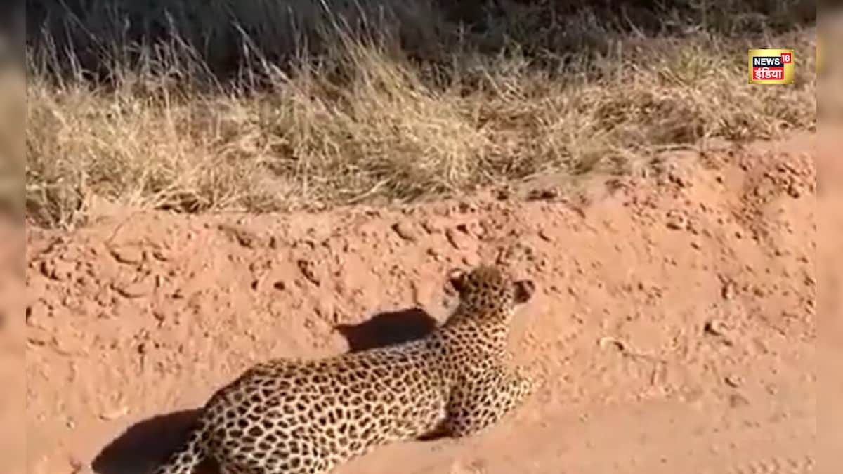 दबे पांव चला शिकारी...एक छलांग और पल भर में धर दबोचा शिकार, वीडियो देख दंग रह जाएंगे