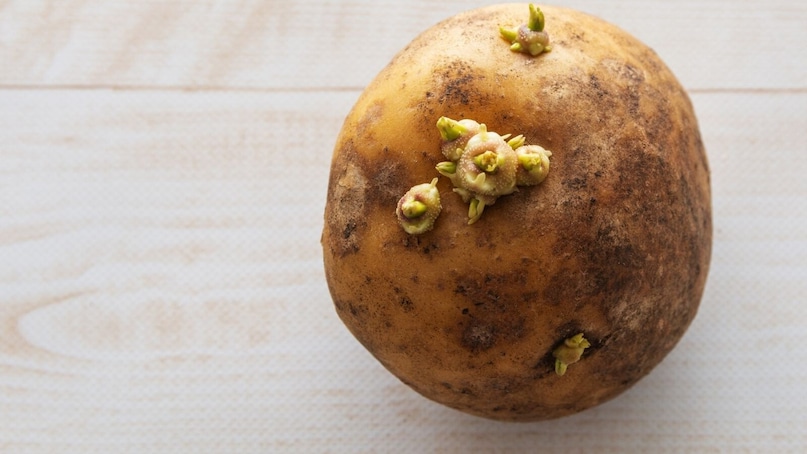 अंकुरलेले किंवा हिरवे बटाटे खाल्ल्यानंतर त्याचे परिणाम काही तासांतच दिसून येऊ शकतात. सुरुवातीला पोटात जडपणा, जळजळ आणि मळमळ जाणवते. त्यानंतर उलट्या, पोटदुखी आणि अतिसाराचा त्रास होऊ शकतो. काही लोकांना चक्कर येणे, डोकेदुखी आणि तीव्र अशक्तपणा जाणवतो. गंभीर परिस्थितीत ताप येणे, शरीरातील पाणी कमी होणे तसेच मज्जासंस्थेवर परिणाम होण्याची शक्यताही नाकारता येत नाही. लहान मुले, वृद्ध व्यक्ती आणि आधीपासून आजार असलेल्या लोकांसाठी हा धोका अधिक गंभीर ठरतो. अंकुरलेले किंवा हिरवे बटाटे खाल्ल्यानंतर त्याचे परिणाम काही तासांतच दिसून येऊ शकतात. सुरुवातीला पोटात जडपणा, जळजळ आणि मळमळ जाणवते. त्यानंतर उलट्या, पोटदुखी आणि अतिसाराचा त्रास होऊ शकतो. काही लोकांना चक्कर येणे, डोकेदुखी आणि तीव्र अशक्तपणा जाणवतो. गंभीर परिस्थितीत ताप येणे, शरीरातील पाणी कमी होणे तसेच मज्जासंस्थेवर परिणाम होण्याची शक्यताही नाकारता येत नाही. लहान मुले, वृद्ध व्यक्ती आणि आधीपासून आजार असलेल्या लोकांसाठी हा धोका अधिक गंभीर ठरतो.