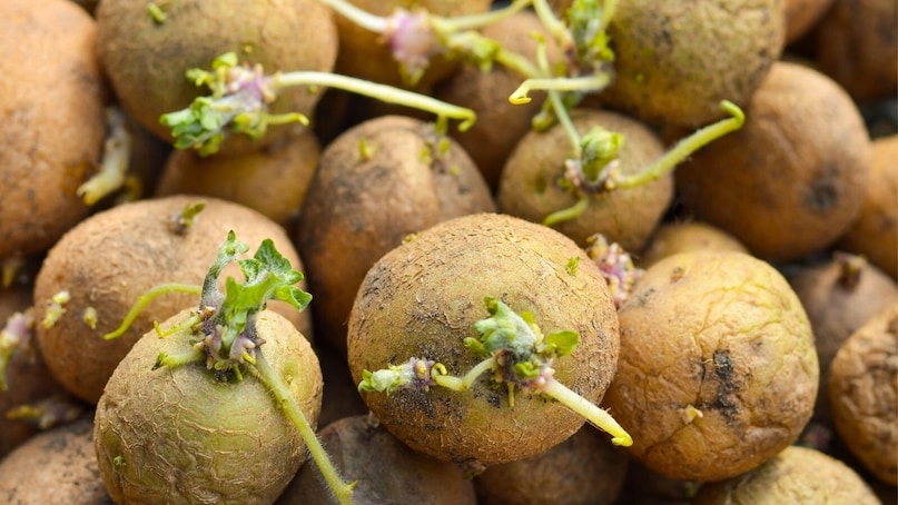 अनेकांना असं वाटतं की बटाटे उकळून, तळून किंवा नीट शिजवून घेतल्यास त्यातील विषारीपणा नष्ट होतो. मात्र, हा एक मोठा गैरसमज आहे. सोलानाइनसारखी विषारी संयुगे उच्च तापमानातही पूर्णपणे नष्ट होत नाहीत. त्यामुळे शिजवलेले असले तरी अंकुरलेले किंवा हिरवे बटाटे आरोग्यास हानीकारक ठरू शकतात. म्हणूनच पोषणतज्ज्ञ आणि डॉक्टर असे बटाटे वापरण्याचा सल्ला देत नाहीत. अनेकांना असं वाटतं की बटाटे उकळून, तळून किंवा नीट शिजवून घेतल्यास त्यातील विषारीपणा नष्ट होतो. मात्र, हा एक मोठा गैरसमज आहे. सोलानाइनसारखी विषारी संयुगे उच्च तापमानातही पूर्णपणे नष्ट होत नाहीत. त्यामुळे शिजवलेले असले तरी अंकुरलेले किंवा हिरवे बटाटे आरोग्यास हानीकारक ठरू शकतात. म्हणूनच पोषणतज्ज्ञ आणि डॉक्टर असे बटाटे वापरण्याचा सल्ला देत नाहीत.