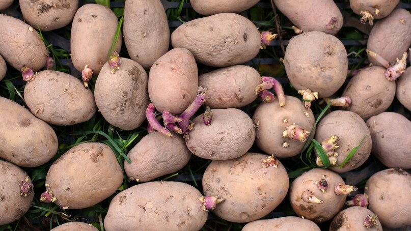 दुसरं म्हणजे तुम्ही कंपोस्ट खतासाठी याचा वापर करू शकता. स्वयंपाकघरातील ओला कचरा असल्यास बटाटा लहान तुकड्यांत कापून कंपोस्टमध्ये टाका थेट कचर्यात फेकण्यापेक्षा पर्यावरणपूरक असा वापर. बागेमध्ये तुम्ही या बटाट्याचे तुकडे मातीत मिसळून ठेवू शकता. यामुळे जमिनीची ओल धरून ठेवण्यास मदत होईल. दुसरं म्हणजे तुम्ही कंपोस्ट खतासाठी याचा वापर करू शकता. स्वयंपाकघरातील ओला कचरा असल्यास बटाटा लहान तुकड्यांत कापून कंपोस्टमध्ये टाका थेट कचर्यात फेकण्यापेक्षा पर्यावरणपूरक असा वापर. बागेमध्ये तुम्ही या बटाट्याचे तुकडे मातीत मिसळून ठेवू शकता. यामुळे जमिनीची ओल धरून ठेवण्यास मदत होईल.