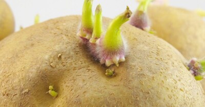 Sprouted Potatoes