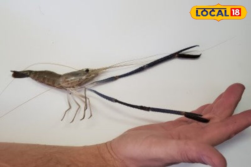 இறாலில் இருக்கும் கரும்பு நரம்பு.. அகற்றாமல் சாப்பிட்டால் என்ன ஆகும் தெரியுமா..