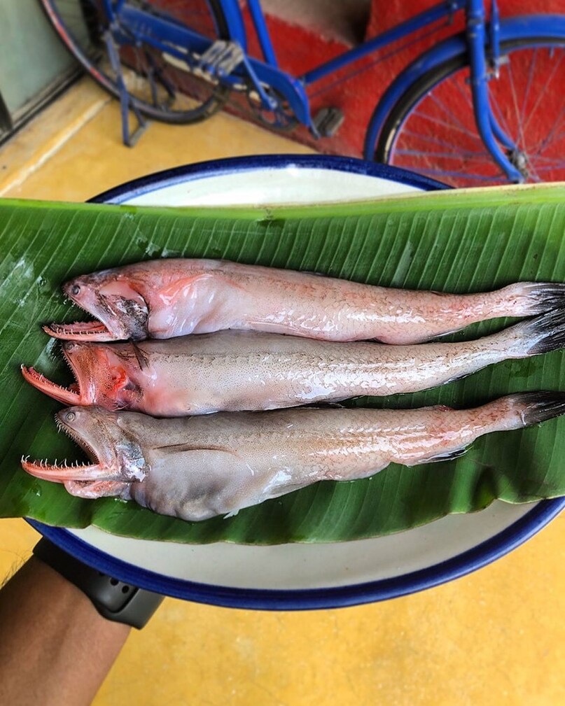 Bombay Duck: The Fish With A Quirky Name And Rich Legacy