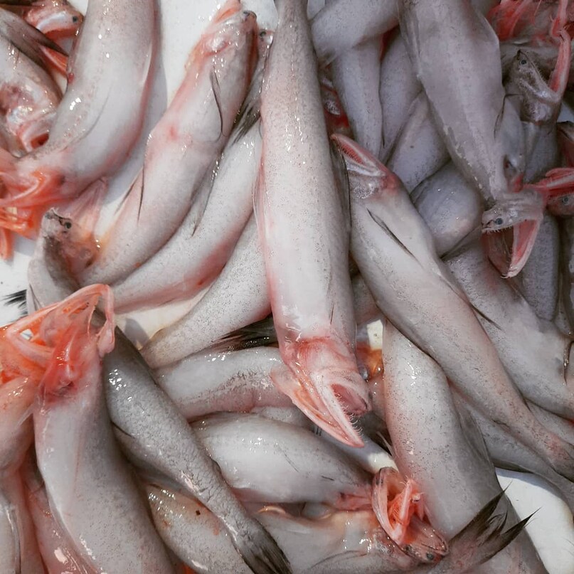 Bombay Duck: The Fish With A Quirky Name And Rich Legacy