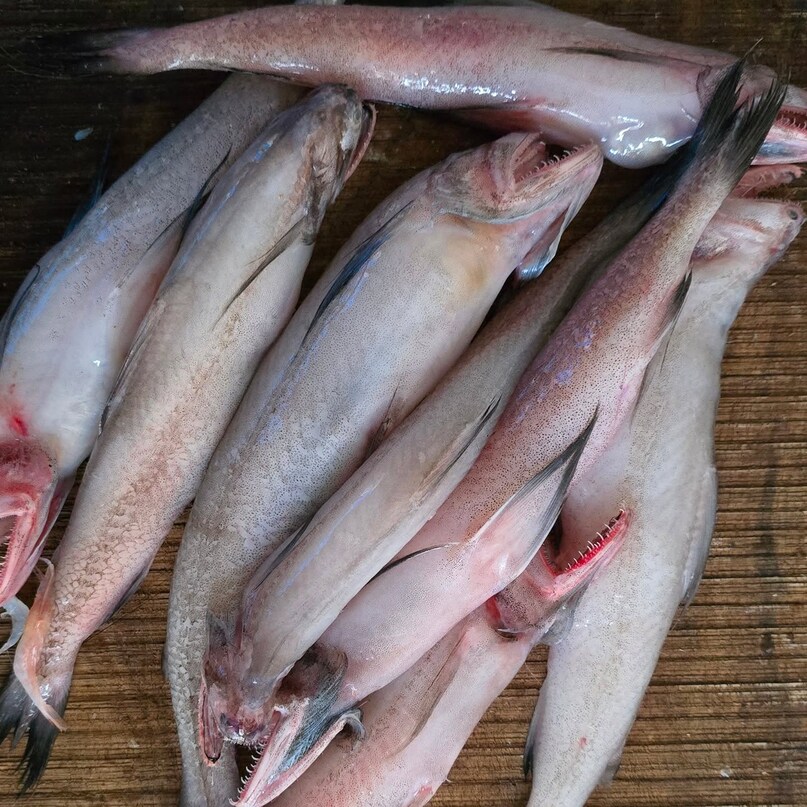 Bombay Duck: The Fish With A Quirky Name And Rich Legacy