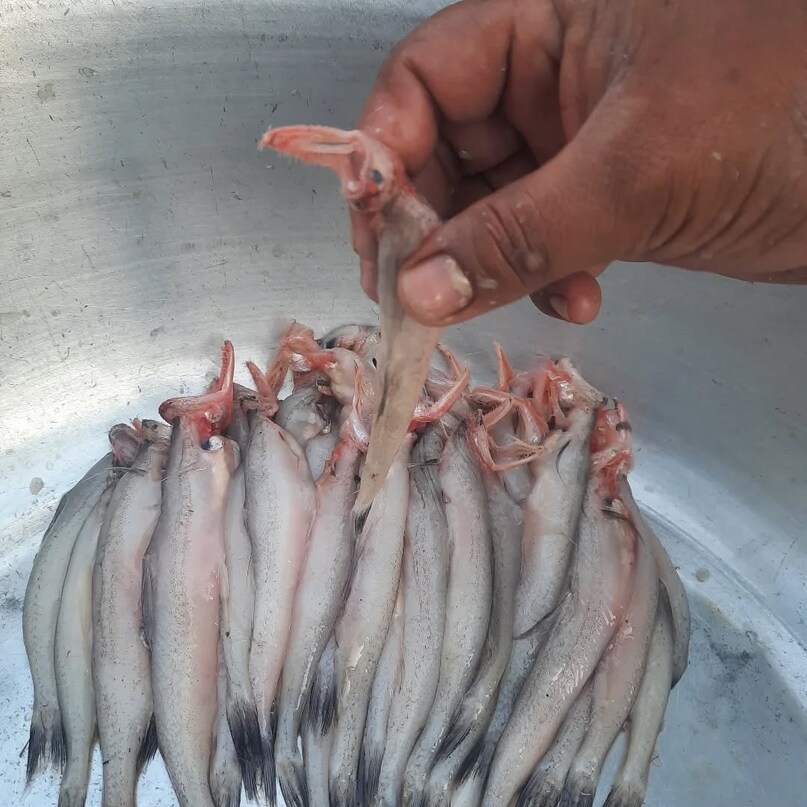 Bombay Duck: The Fish With A Quirky Name And Rich Legacy