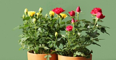 Rose Gardening Tips