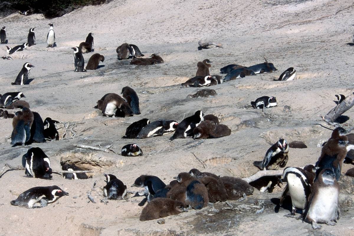 समंदर में 60 हजार पेंगुइन भूख से तड़प-तड़प कर मरीं, अब विलुप्त होने का खतरा