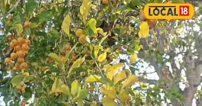 Tribal Secret: Henna Tree's Ancient Antiseptic Power Revealed for Wounds & Cracked Heels