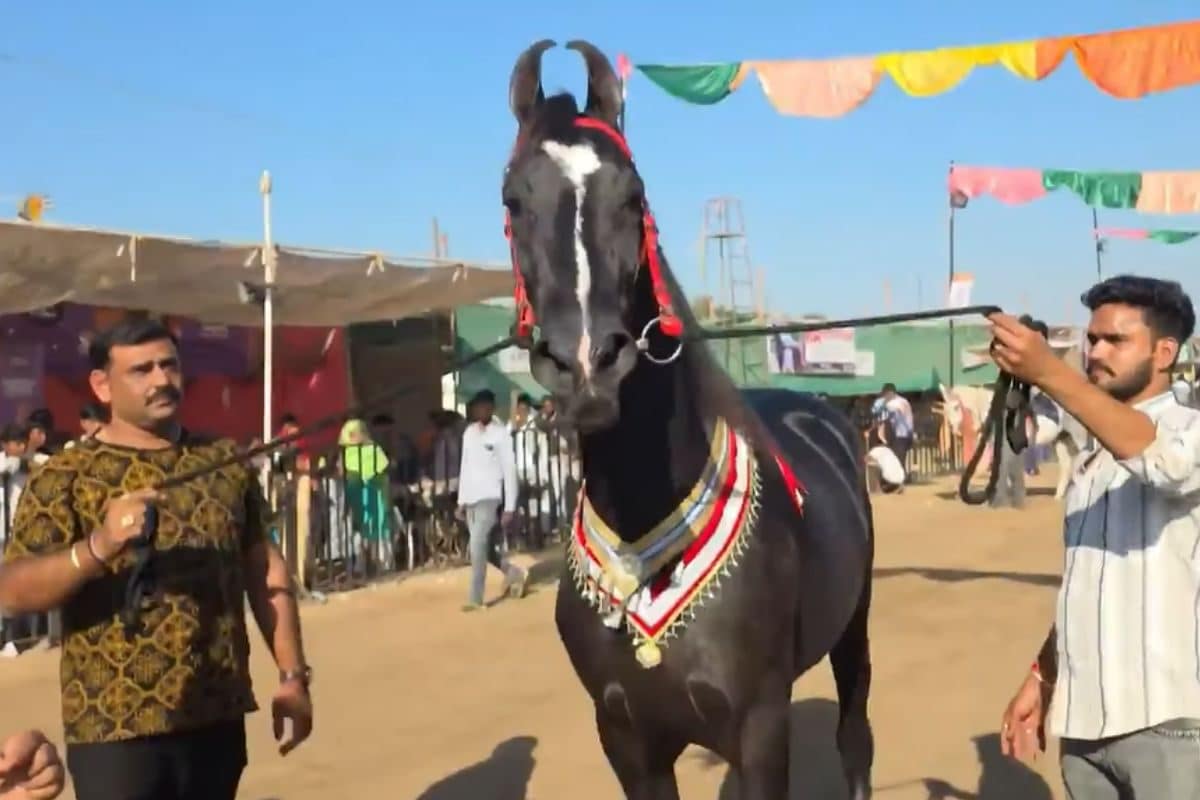 नाम 'ब्रह्मोस', कीमत 15 करोड़, बाबा भारती के सुल्तान से भी सुंदर है घोड़ा