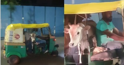 ऑटो में ‘यात्री’ बनकर सफर करता दिखा बछड़ा(फोटो:Instagram- @pgsencio)  
