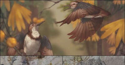 साइज गौरैया जितना लेकिन गले में पत्थरों का पहाड़. (Credit: Sunny Dror/Jingmai O'Connor)