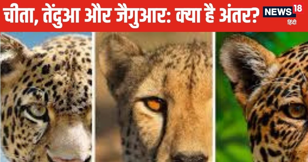 चीता, तेंदुआ और जैगुआर में क्या फर्क है, कैसे करें पहचान? जानें ये 3 बड़े अंतर