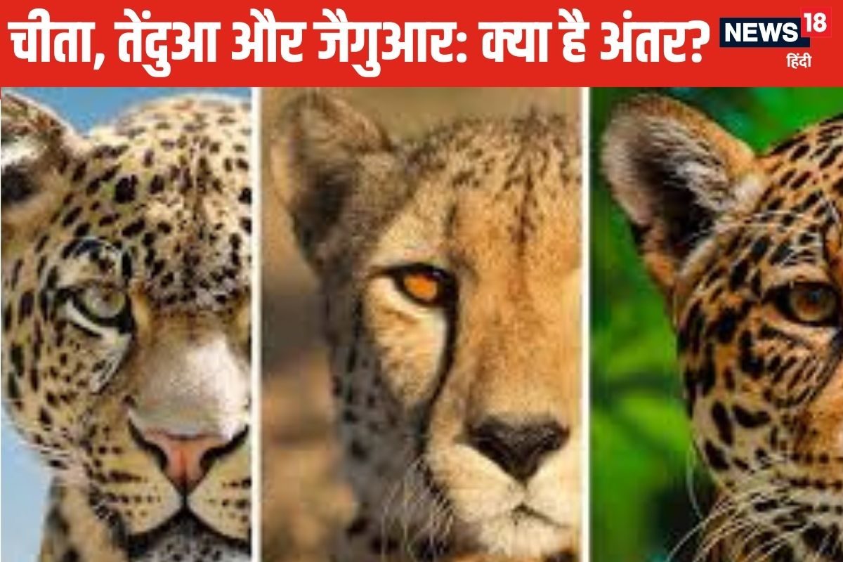 चीता तेंदुआ और जैगुआर में क्या फर्क है कैसे करें पहचान जानें ये 3 बड़े अंतर