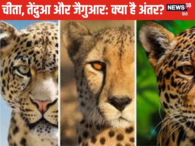 चीता, तेंदुआ और जैगुआर में क्या फर्क है, कैसे करें पहचान? जानें ये 3 बड़े अंतर
