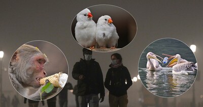 Delhi Zoo's Winter Wonders: Monkeys, Pelicans, Storks & More Delight Visitors!