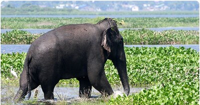 इंसान-पशु संघर्ष में 10 लोगों की जान चली गई है. (फाइल फोटो)