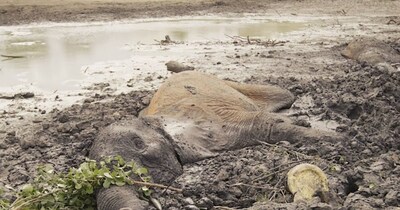 Elephant Rescued from Deadly Swamp After Hours of Struggle; Viral Video Shows Brave Effort