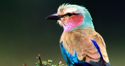 कुछ पक्षी अपने बच्चों को पालने की जिम्मेदारी दूसरों पर छोड़ देते हैं.