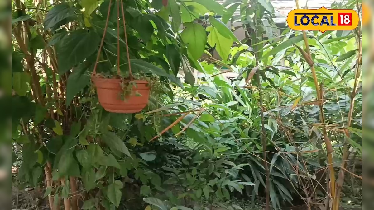 अब घर लाने पर कभी नहीं सूखेगा नर्सरी का पौधा, ये है वजह, देखें वीडियो