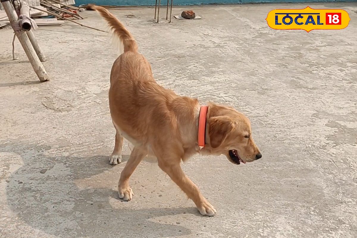 सर्दियों में ऐसे करें अपने डॉग की केयर नहलाने के बाद भी नहीं होगा बीमार