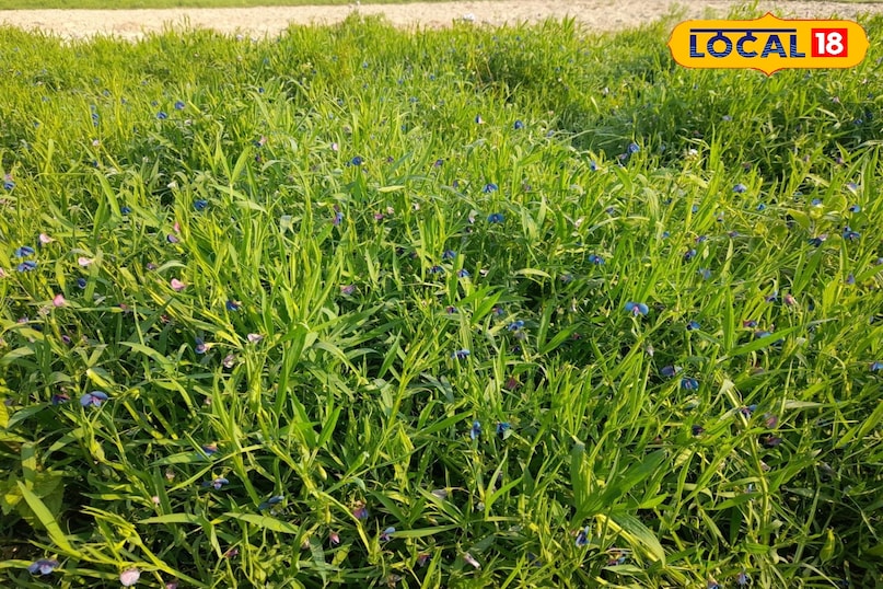 खेसारी का साग 