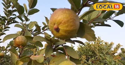 ताइवानी अमरूद की बाजार में रहती है काफी डिमांड