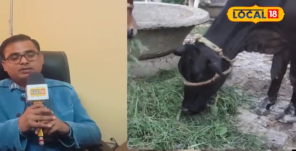 ठंड में पशुओं को ऐसे हो जाता है डायरिया देखें बचाने का तरीका