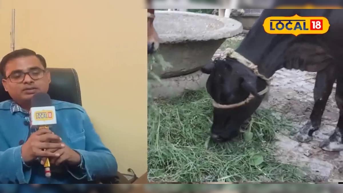 ठंड में पशुओं को ऐसे हो जाता है डायरिया, देखें बचाने का तरीका