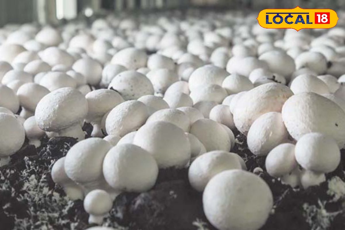 सर्दियों में खराब हो रही है मशरूम की फसल जानें गलन से बचाने के 5 तरीके