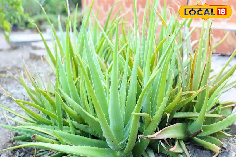 एलोवेरा 