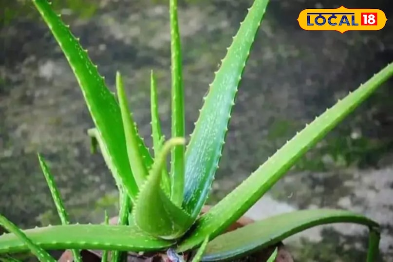 एलोवेरा 