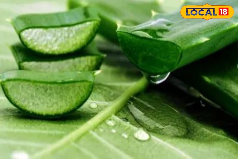 एलोवेरा