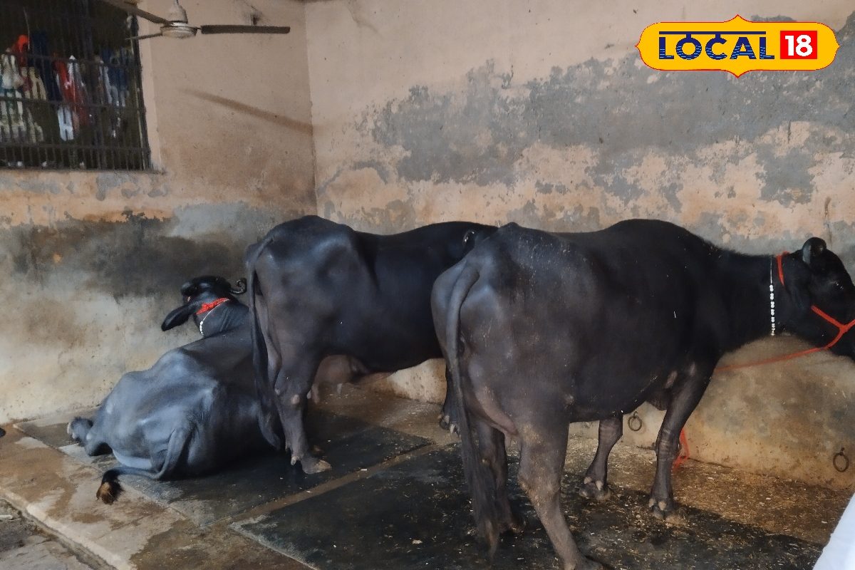 ₹2 लाख कीमत 100 रुपए लीटर दूधमुर्रा भैंस बन रही किसानों की लाइफलाइन