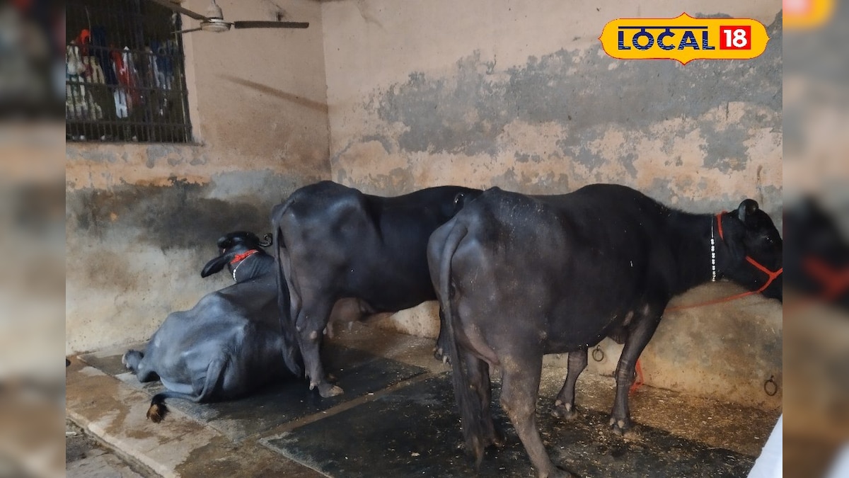 ₹2 लाख कीमत, 100 रुपए लीटर दूध...मुर्रा भैंस बन रही किसानों की लाइफलाइन