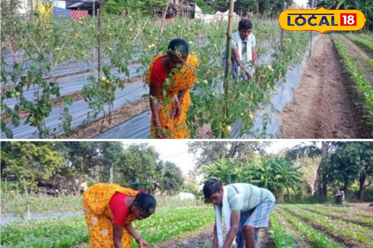 परंपरागत खेती छोड़ी… जैविक अपनाई! हरसिंह ओयामी घर पर बनाते हैं खाद