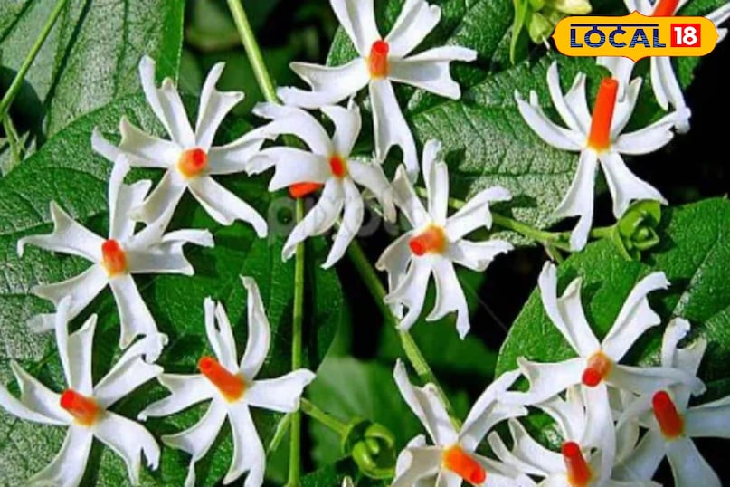 Aligarh news, hindi news, up news, local news, अलीगढ़ समाचार,हिंदी समाचार,यूपी समाचार,लोकल समाचार. Aligarh news, hindi news, up news, local news, अलीगढ़ समाचार,हिंदी समाचार,यूपी समाचार,लोकल समाचार.