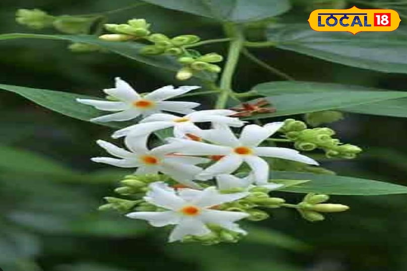 Aligarh news, hindi news, up news, local news, अलीगढ़ समाचार,हिंदी समाचार,यूपी समाचार,लोकल समाचार. Aligarh news, hindi news, up news, local news, अलीगढ़ समाचार,हिंदी समाचार,यूपी समाचार,लोकल समाचार.