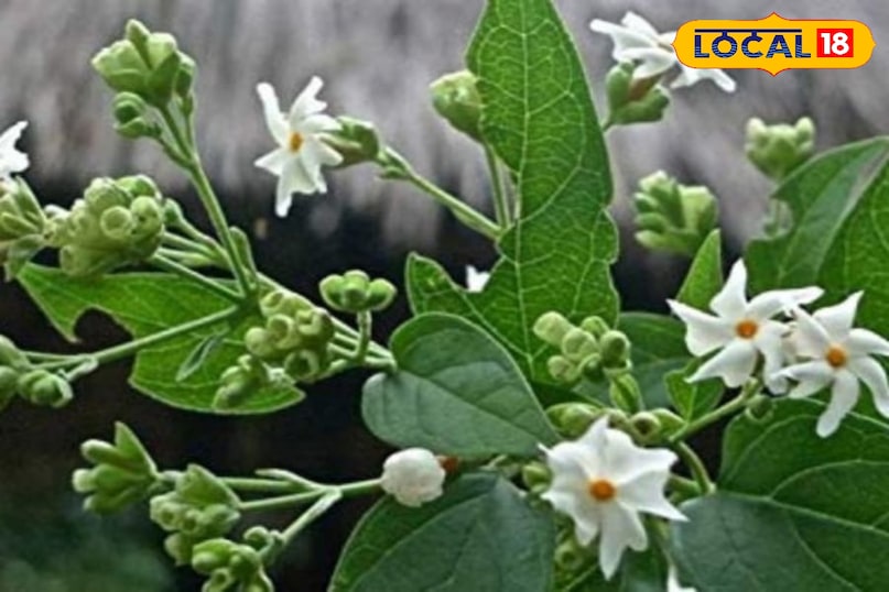 Aligarh news, hindi news, up news, local news, अलीगढ़ समाचार,हिंदी समाचार,यूपी समाचार,लोकल समाचार. Aligarh news, hindi news, up news, local news, अलीगढ़ समाचार,हिंदी समाचार,यूपी समाचार,लोकल समाचार.