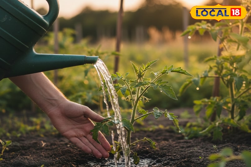 सर्दियों में गार्डन की देखभाल कैसे करें, सर्दियों के मौसम में गार्डन में लगे पौधों को कैसे बचाएं, किचन गार्डन में लगे पौधों की देखभाल कैसे करें, सर्दियों में पौधों की अच्छी ग्रोथ के लिए क्या करें, लोकल 18, How to take care of the garden in winter, how to protect the plants in the garden in winter season, how to take care of the plants in the kitchen garden, what to do for good growth of plants in winter, Local 18