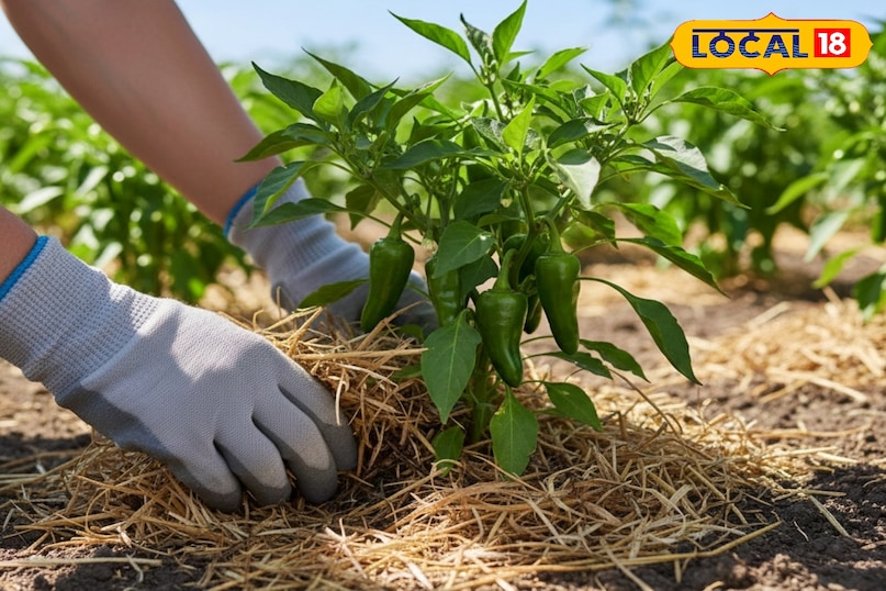 सर्दियों में गार्डन की देखभाल कैसे करें, सर्दियों के मौसम में गार्डन में लगे पौधों को कैसे बचाएं, किचन गार्डन में लगे पौधों की देखभाल कैसे करें, सर्दियों में पौधों की अच्छी ग्रोथ के लिए क्या करें, लोकल 18, How to take care of the garden in winter, how to protect the plants in the garden in winter season, how to take care of the plants in the kitchen garden, what to do for good growth of plants in winter, Local 18