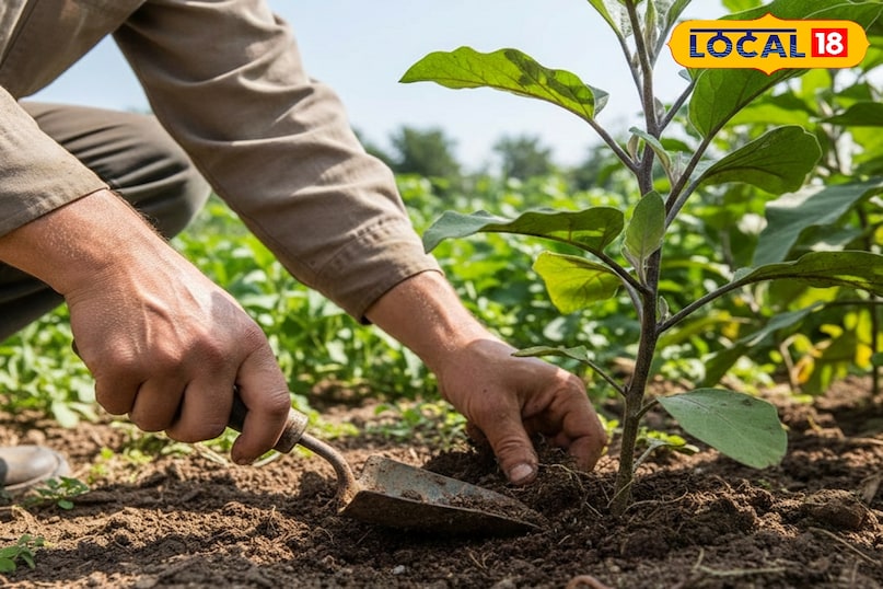 सर्दियों में गार्डन की देखभाल कैसे करें, सर्दियों के मौसम में गार्डन में लगे पौधों को कैसे बचाएं, किचन गार्डन में लगे पौधों की देखभाल कैसे करें, सर्दियों में पौधों की अच्छी ग्रोथ के लिए क्या करें, लोकल 18, How to take care of the garden in winter, how to protect the plants in the garden in winter season, how to take care of the plants in the kitchen garden, what to do for good growth of plants in winter, Local 18